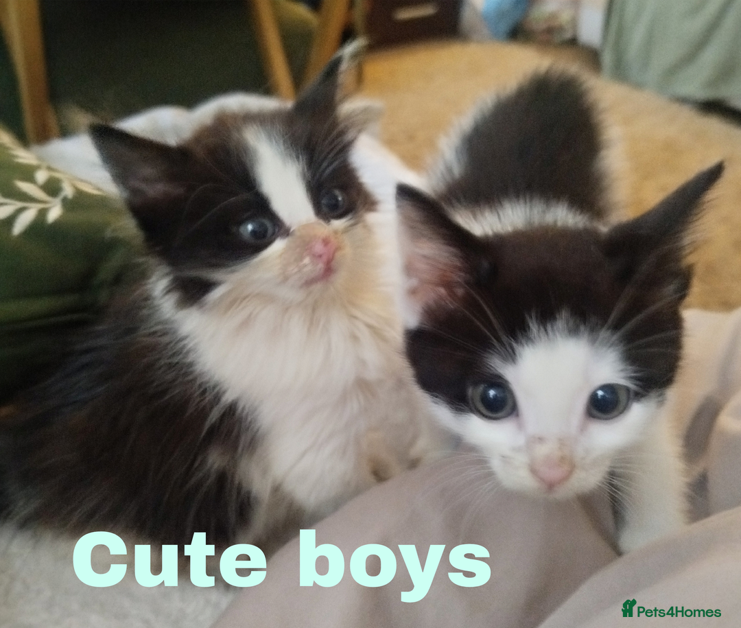 Mixed Breed cats for sale: Batman, Robin and Princess Noodle - Advert 1