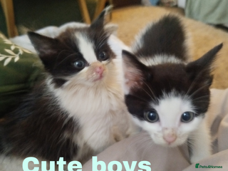 Mixed Breed cats Batman, Robin and Princess Noodle - Advert 1