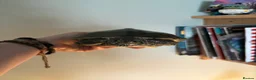 Turtle reptiles for sale: False map turtle  in Liverpool - Advert 5