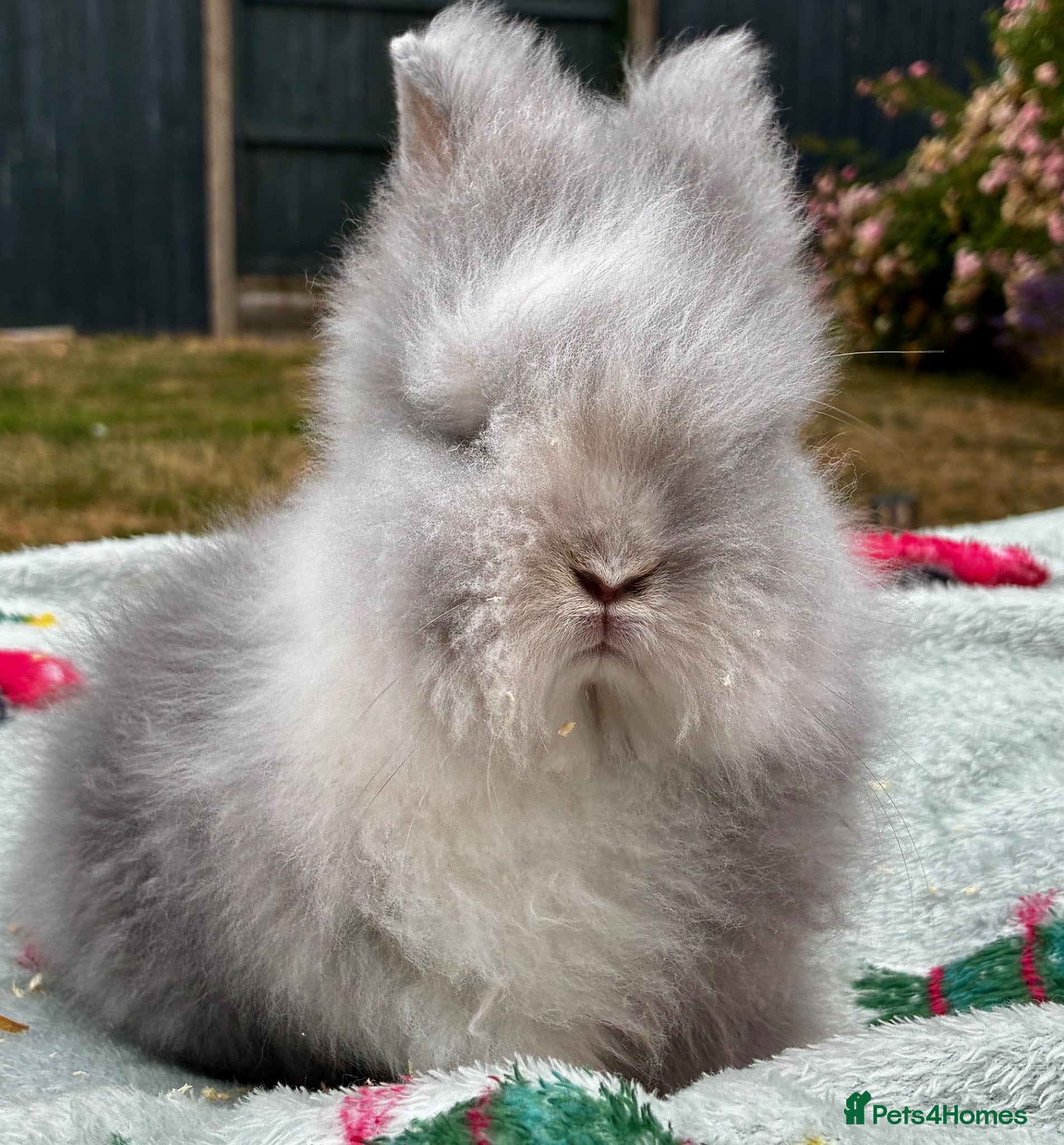 Lionhead rabbits NEW LITTER ADDED READY TO GO - Advert 1