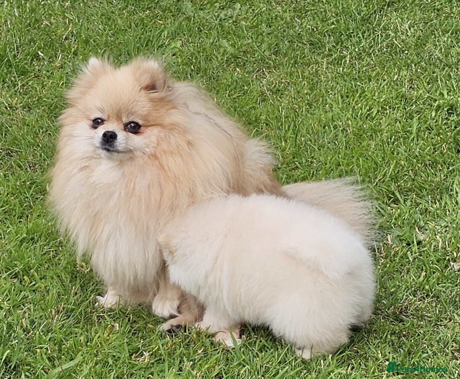 Pomeranian dogs Amazing Pomeranian ** Pure White colour puppy  - Advert 2