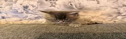 British Shorthair cats for sale: Beautiful kittens  in Beccles - Advert 3