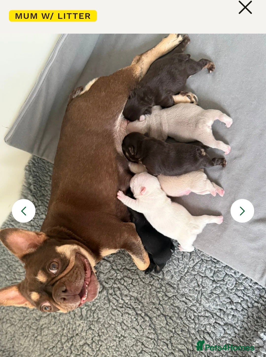 French Bulldog dogs for sale: French bulldog fluffy boy kc reg  - Image 6