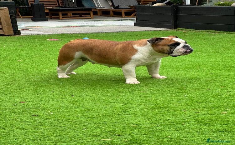 English Bulldog dogs - Advert 2