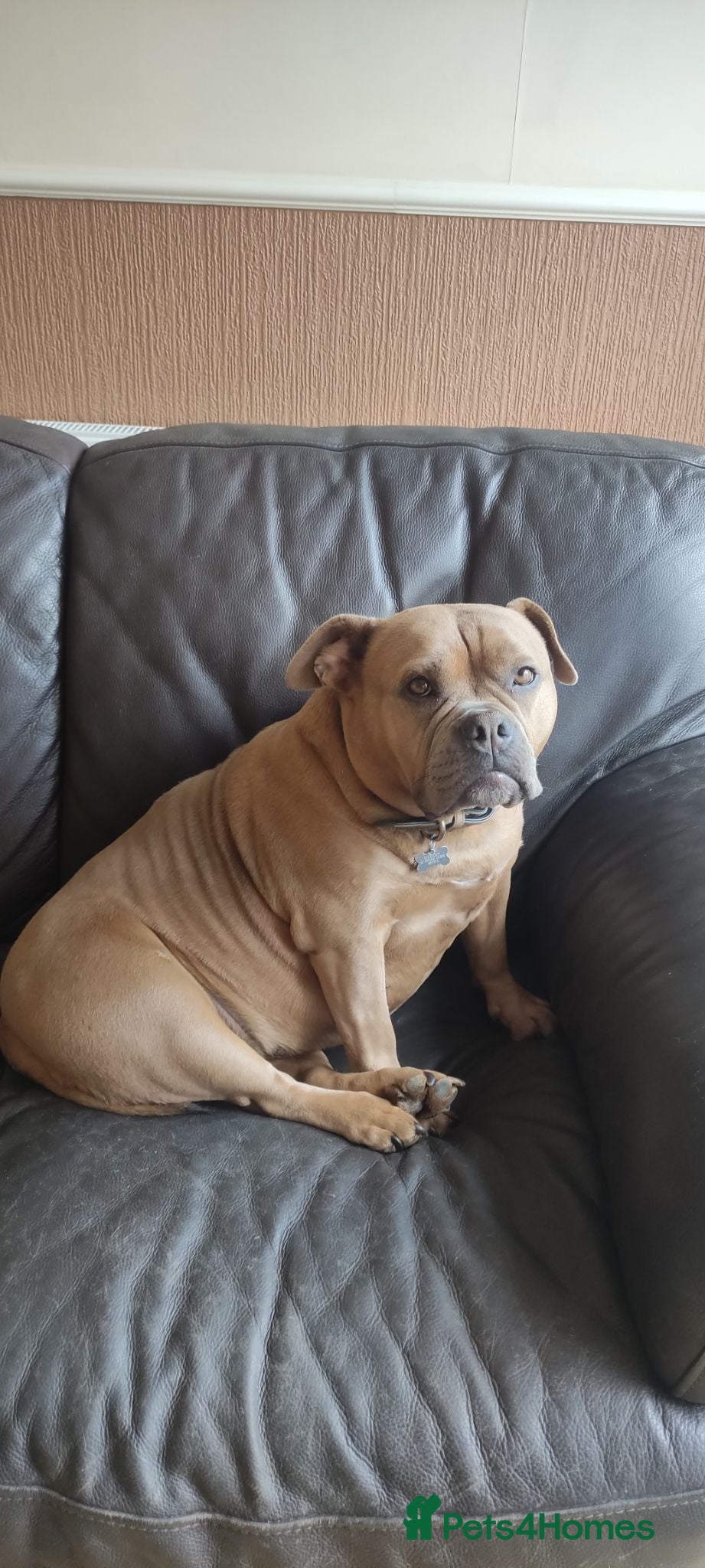 American Bulldog dogs Harley pocket bulldog (re-homing free) - Advert 1