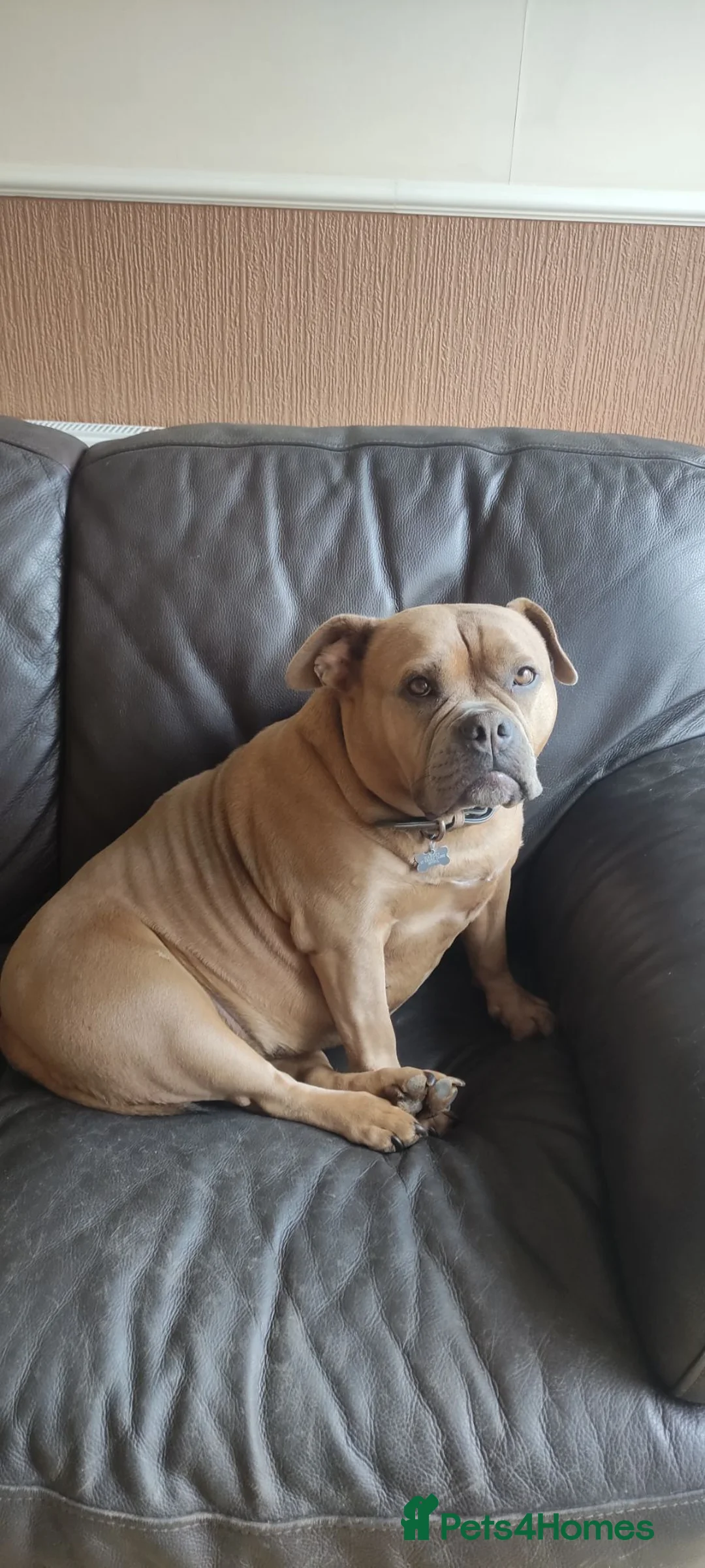 American Bulldog dogs for sale: Harley pocket bulldog (re-homing free) - Advert 1