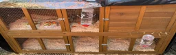 Mixed Breed rabbits for sale: Two gorgeous bonded boy rabbits for sale - Advert 8