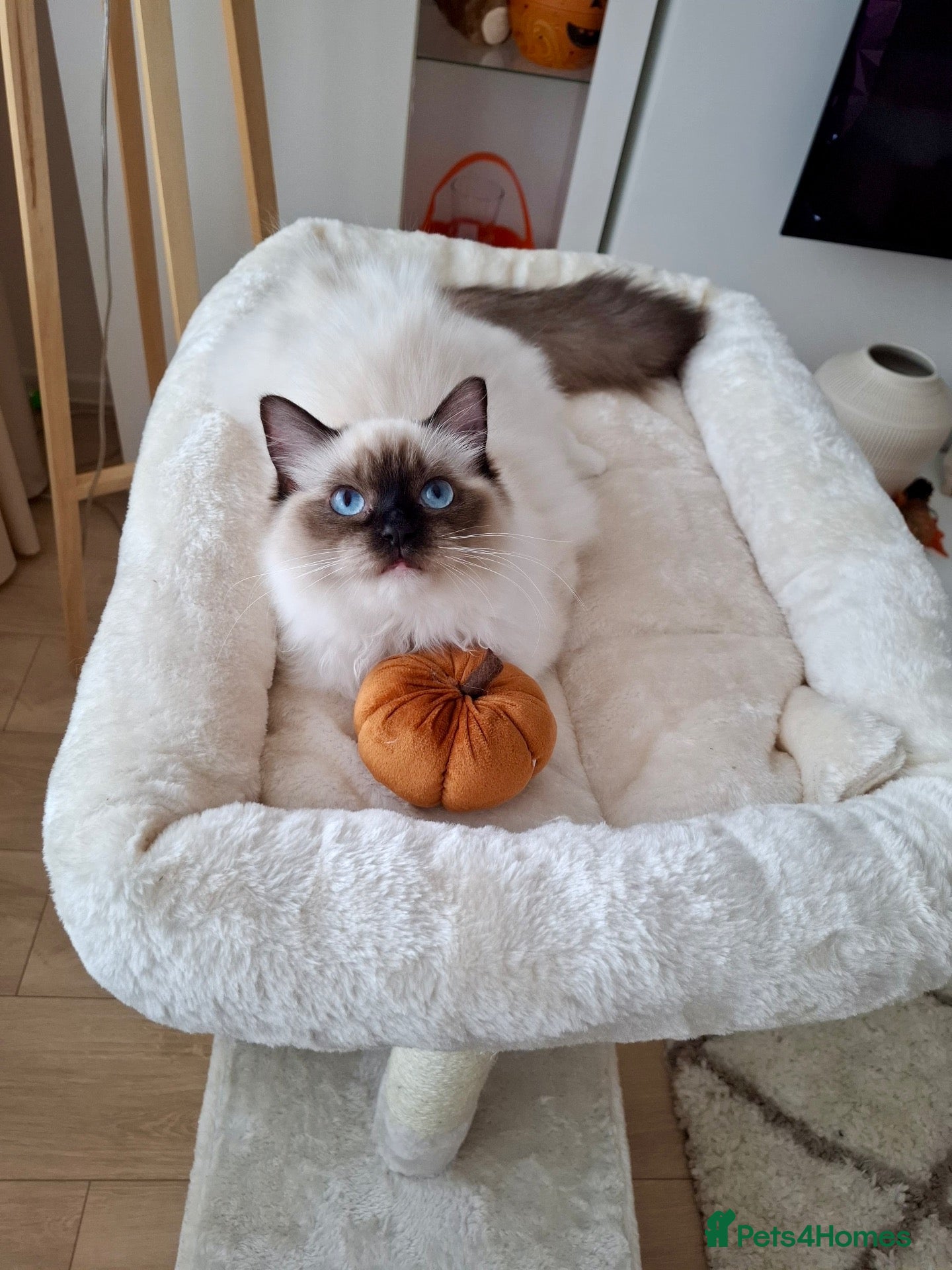 Ragdoll cats ACTIVE PUREBRED TICA BREEDING RAGDOLL FEMALE - Advert 1