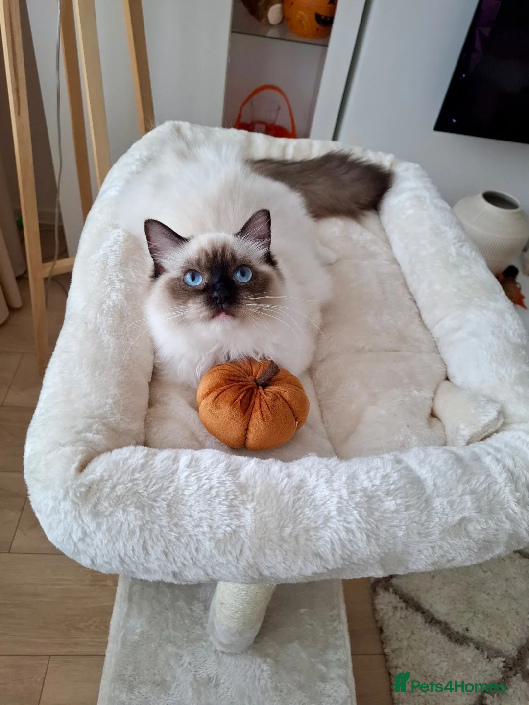 Ragdoll cats for sale: ACTIVE PUREBRED TICA BREEDING RAGDOLL FEMALE - Advert 1