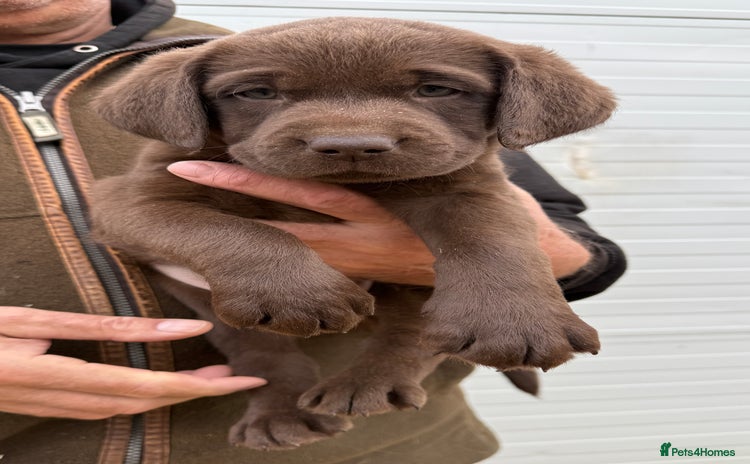 Labrador Retriever dogs - Advert 10