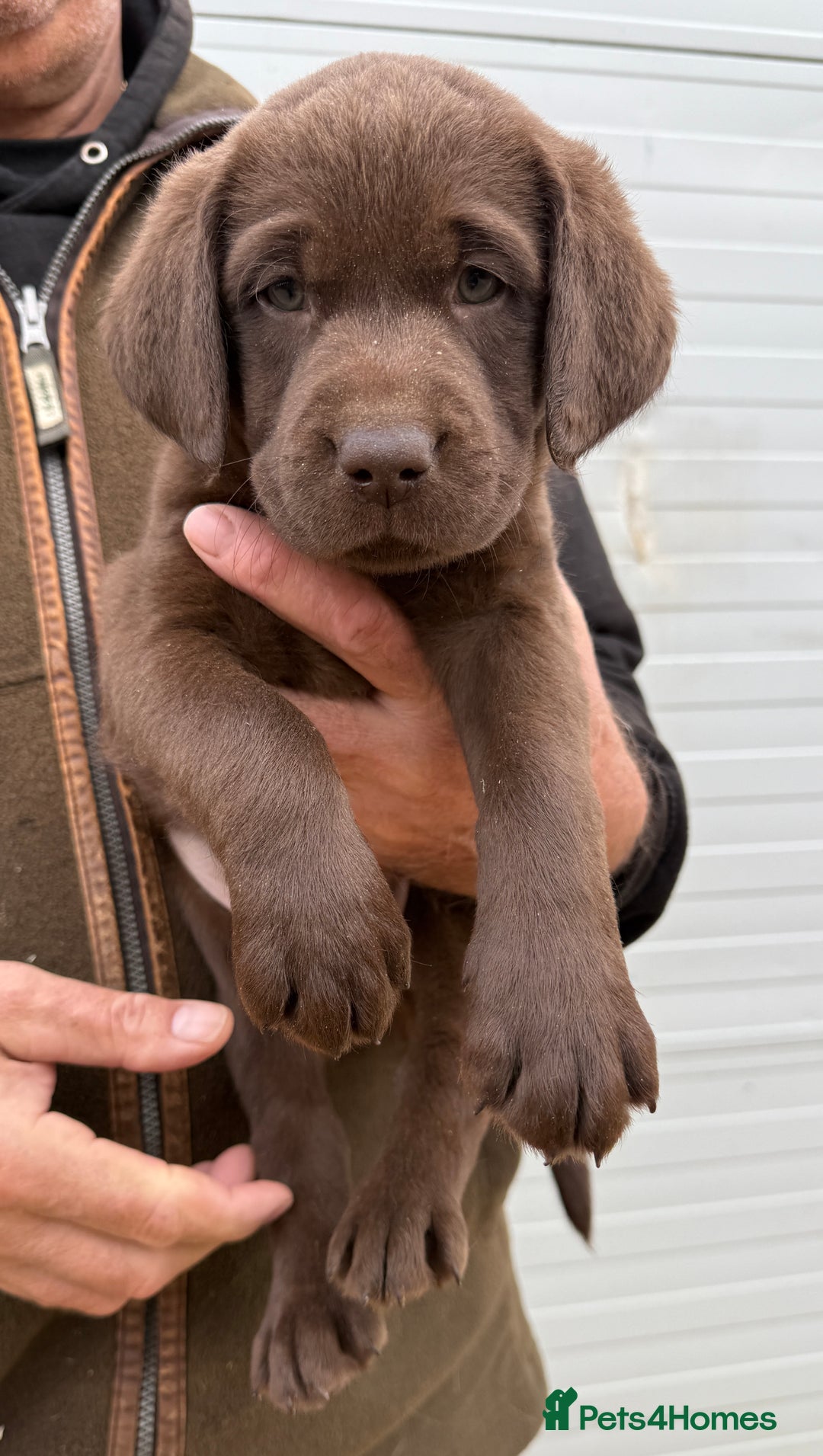 Labrador Retriever dogs for sale: Fantastic kc registered chocolate Labrador puppies - Image 1