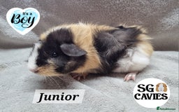 Guinea Pig rodents for sale: Stunning baby guinea pigs available  - Image 11