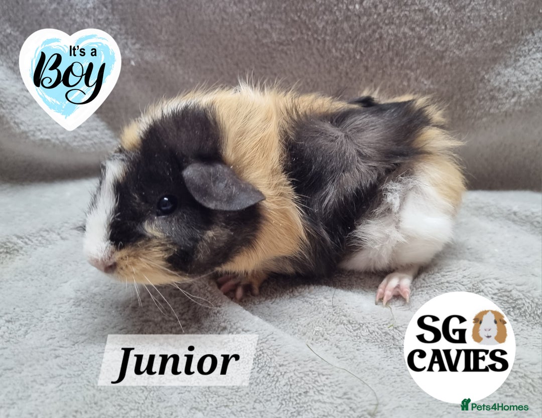 Guinea Pig rodents for sale: Stunning baby guinea pigs available  - Image 11