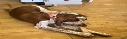 Bracco Italiano dogs for sale: Male Bracco Italiano  - Advert 3