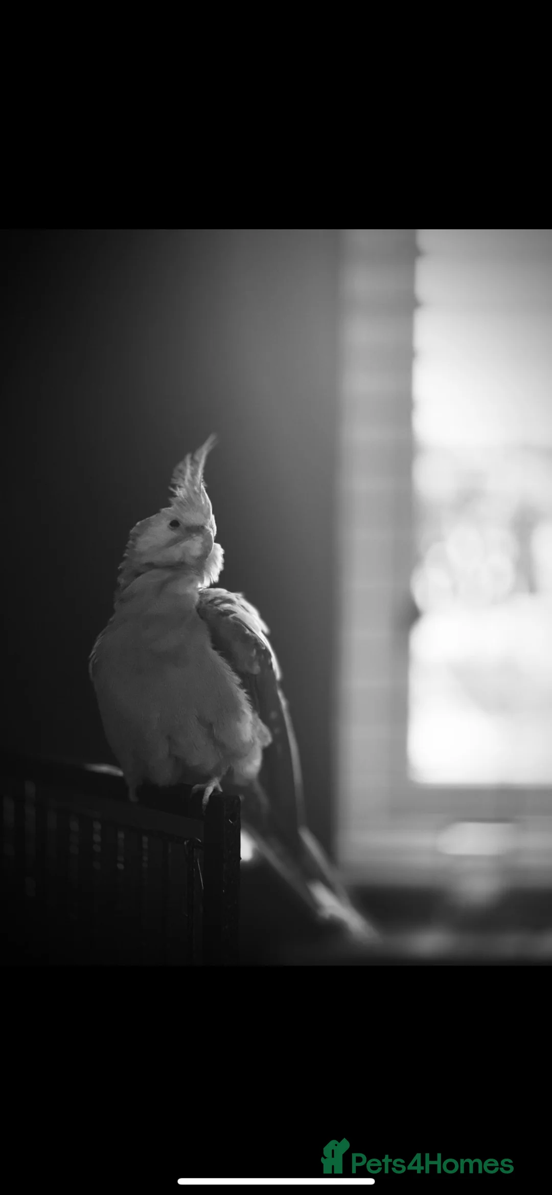 Cockatiels birds for sale: Shadow pearl grey  - Advert 2