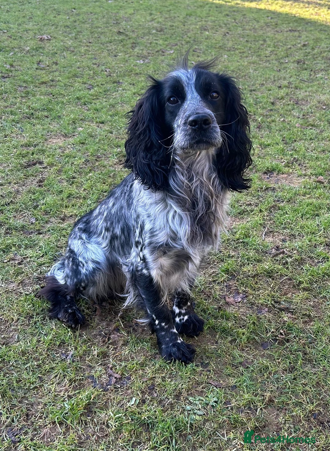 Cocker Spaniel dogs for sale: 2 Working Cocker Spaniel Dog pups - Advert 3