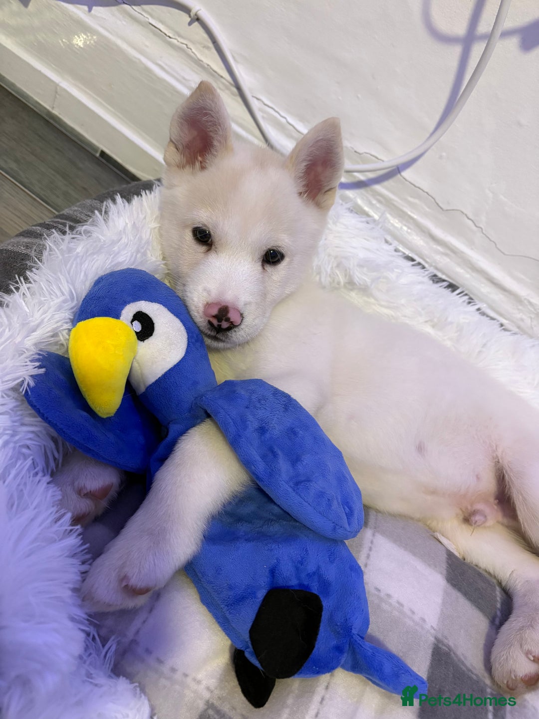 Huskita dogs for sale: Husky mixed japanese akita - Image 1