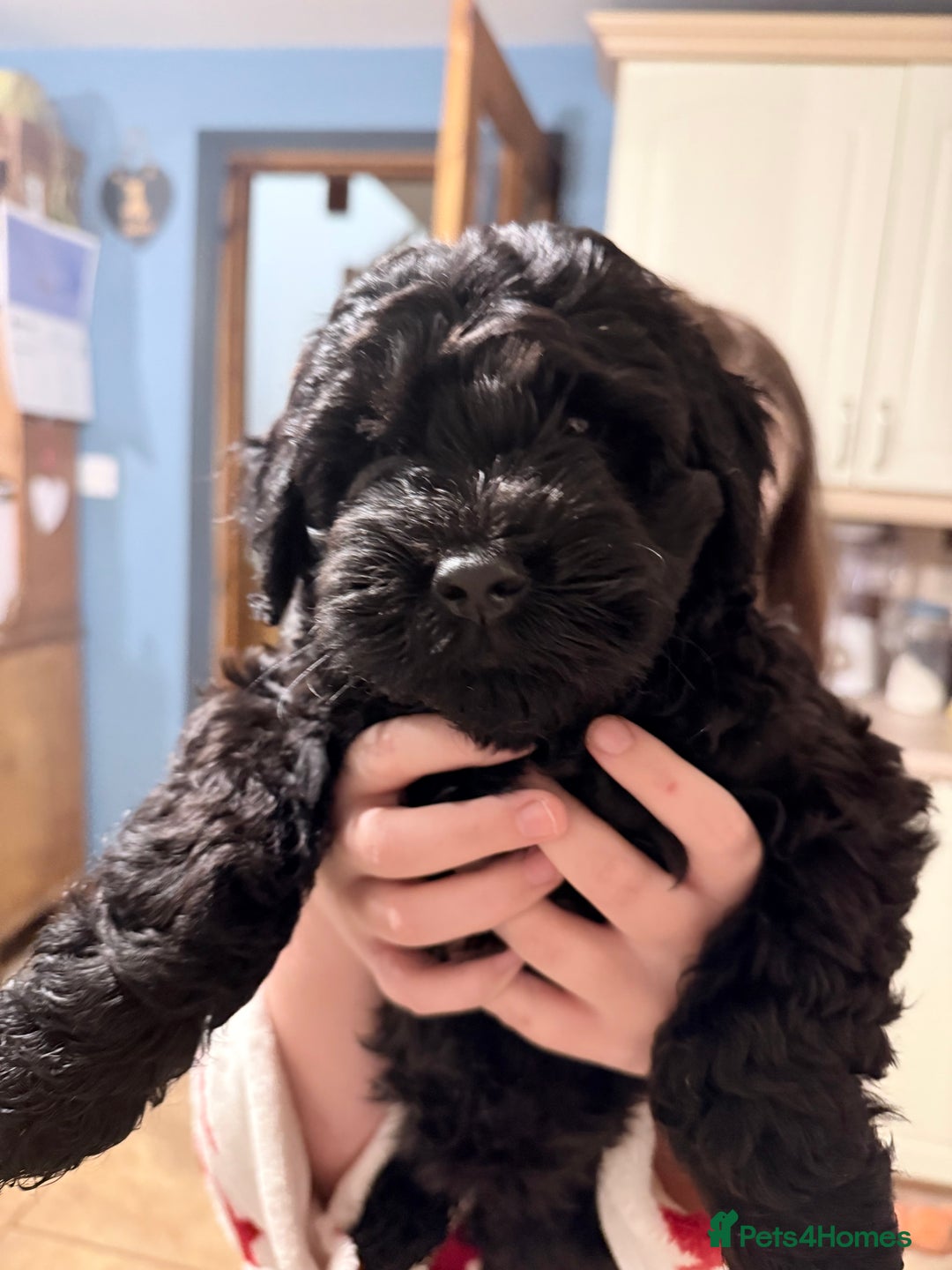 Cockapoo dogs for sale: Cockapoo puppies for sale - Advert 4