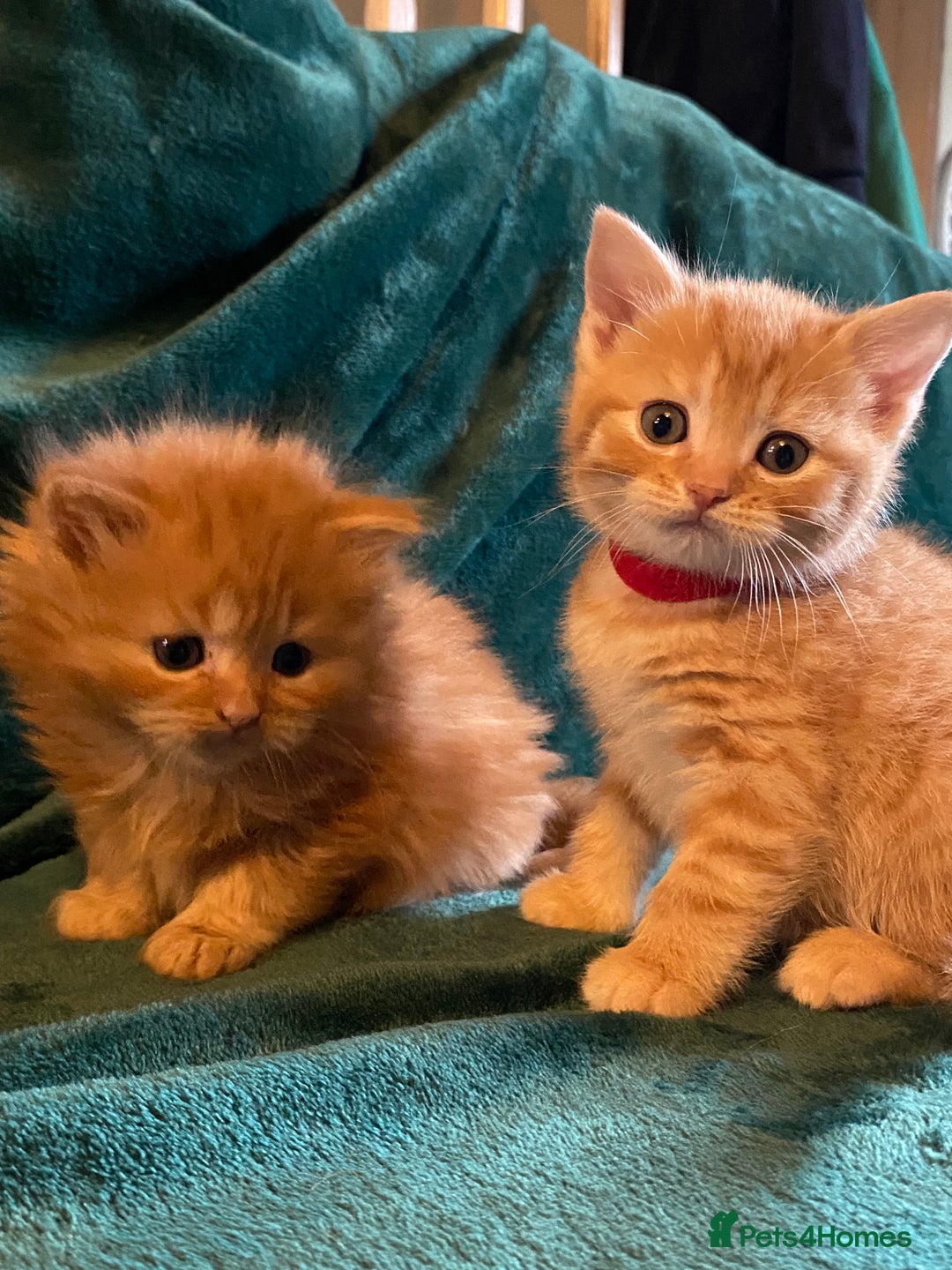 Scottish Fold cats for sale: Scottish Straight Ginger Kittens  - Advert 8