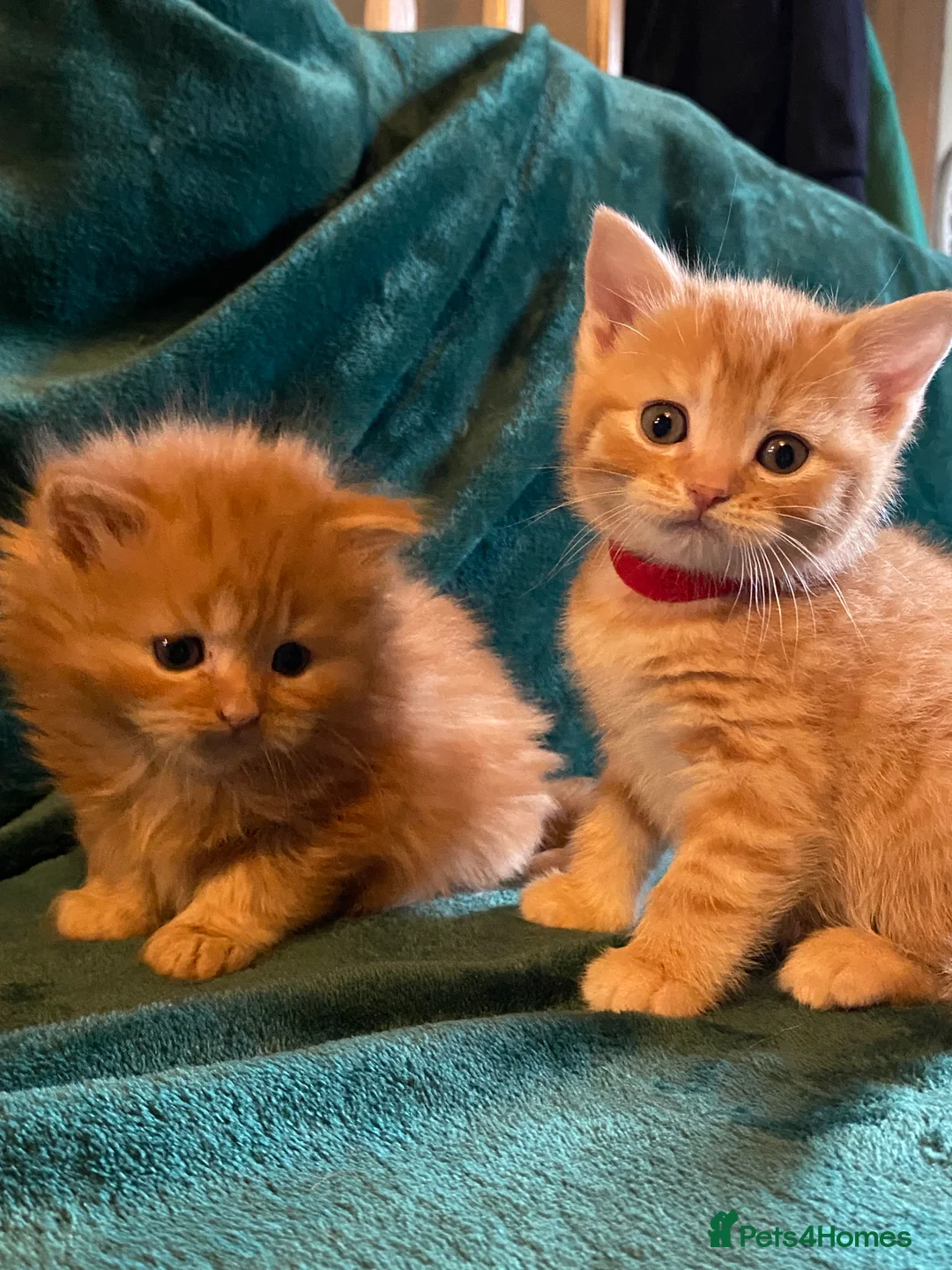 Scottish Fold cats for sale: ALL RESERVED NOW Scottish Straight Ginger Kittens - Advert 8