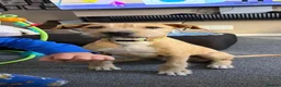 Mixed Breed dogs for sale: Wheaton bullgreyhound  - Advert 1