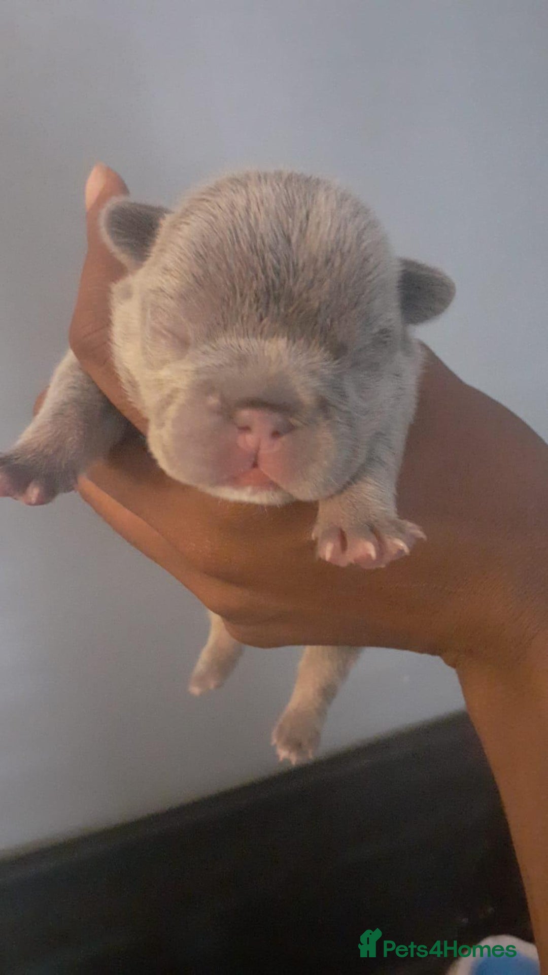 French Bulldog dogs for sale: beautiful frenchies - Image 13