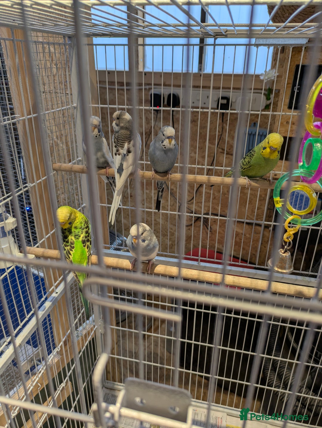 Budgerigars birds for sale: Budgies - Image 3
