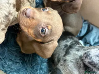 Miniature Dachshund dogs Miniature dachshund puppy - Advert 9