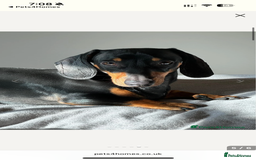 Dachshund dogs for sale: Adorable Dacshund Needs New Home - Image 7