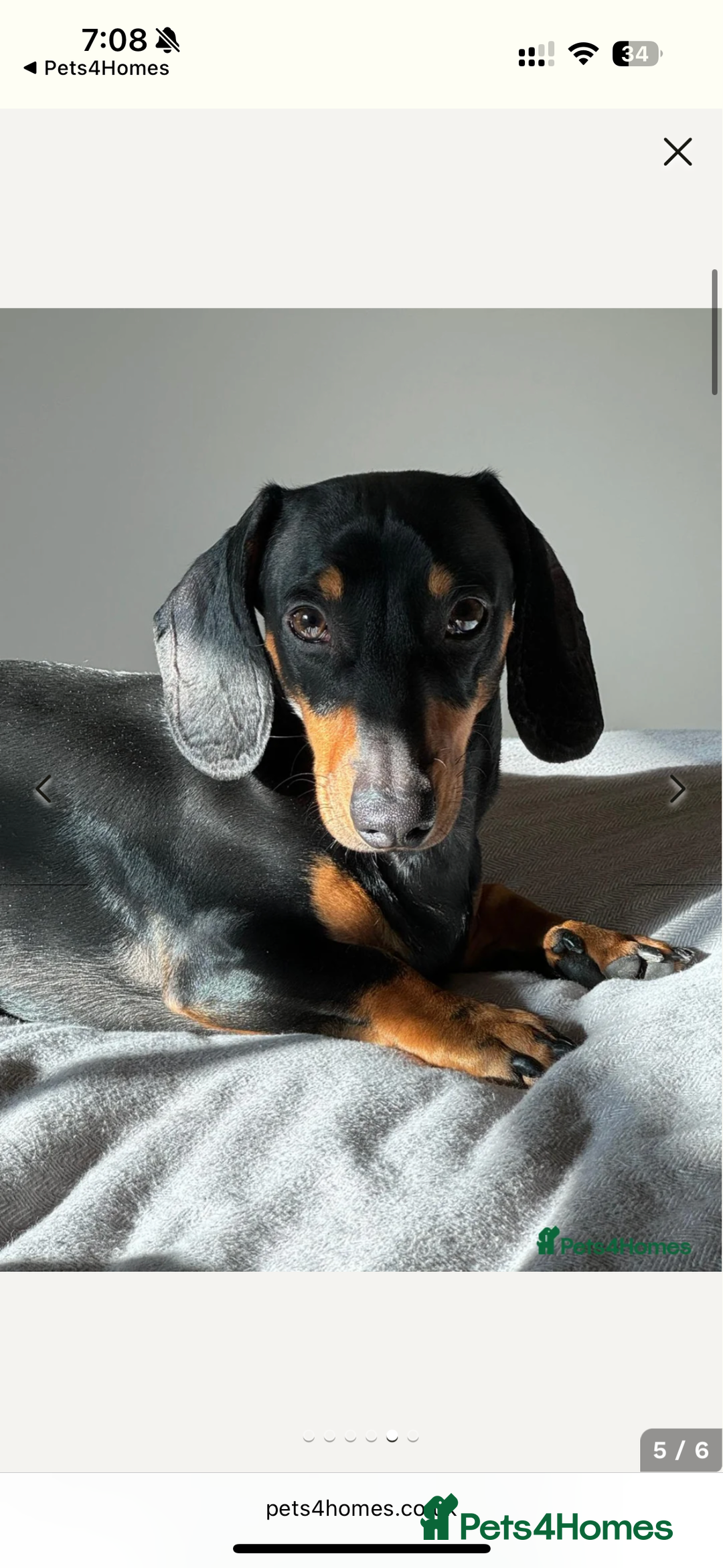 Dachshund dogs for sale: Adorable Dacshund Needs New Home - Image 7