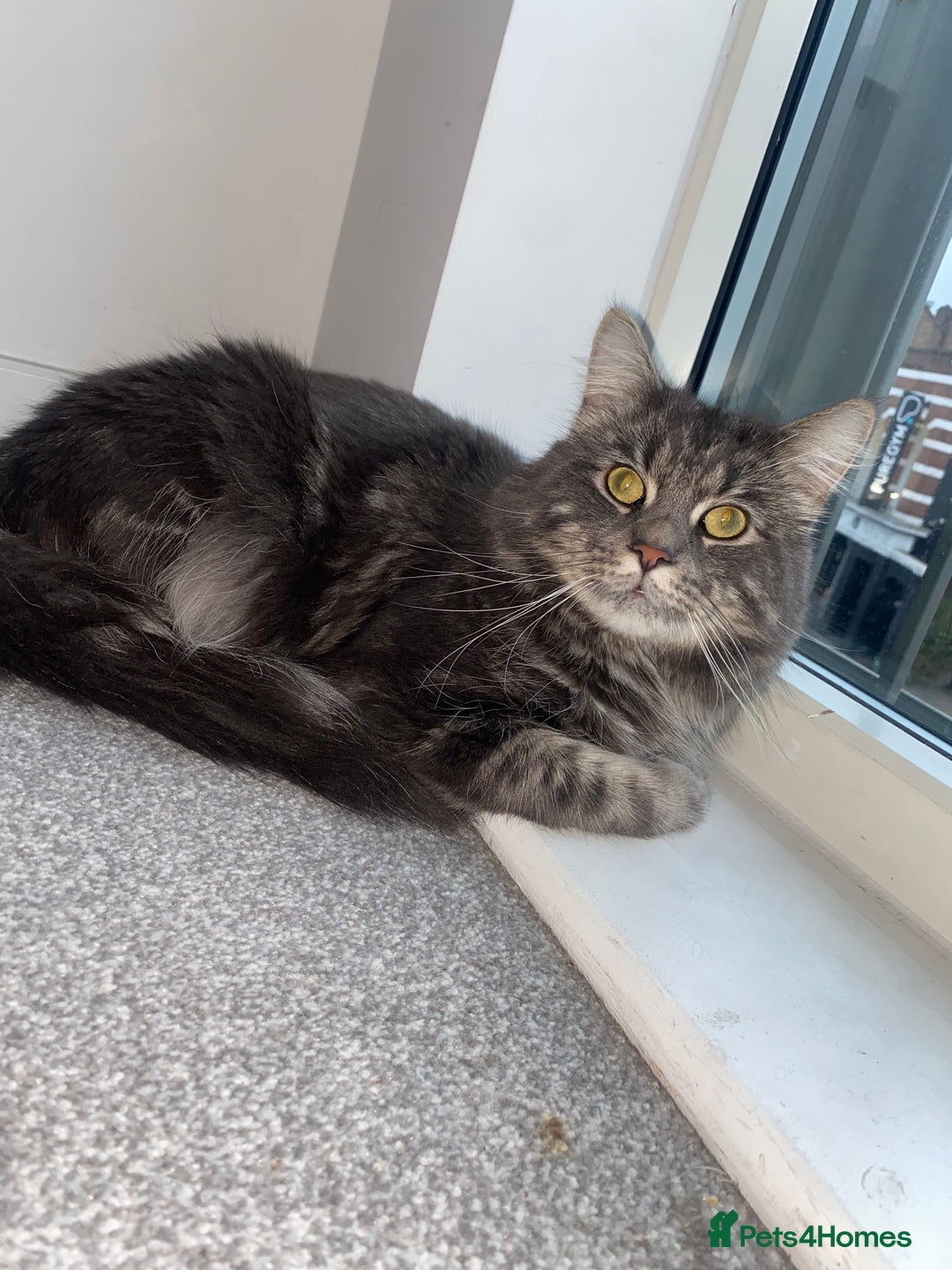 Mixed Breed cats for sale: Loving 1-Year-Old Half Maine Coon / Tubby - Advert 4