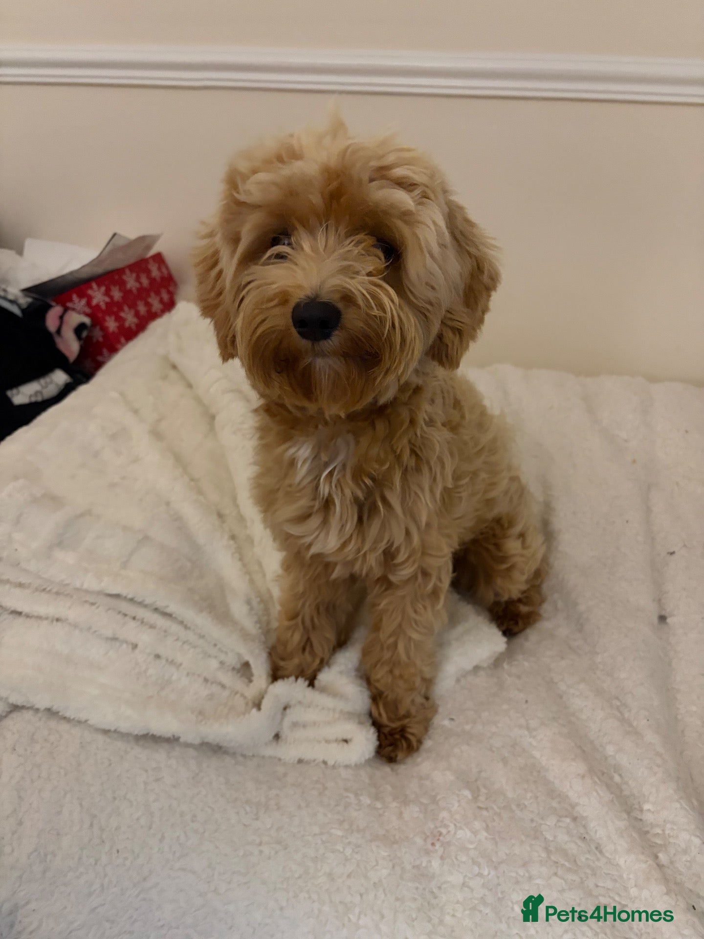 Maltipoo dogs for sale: Maltipoo male 1 year old  - Advert 8