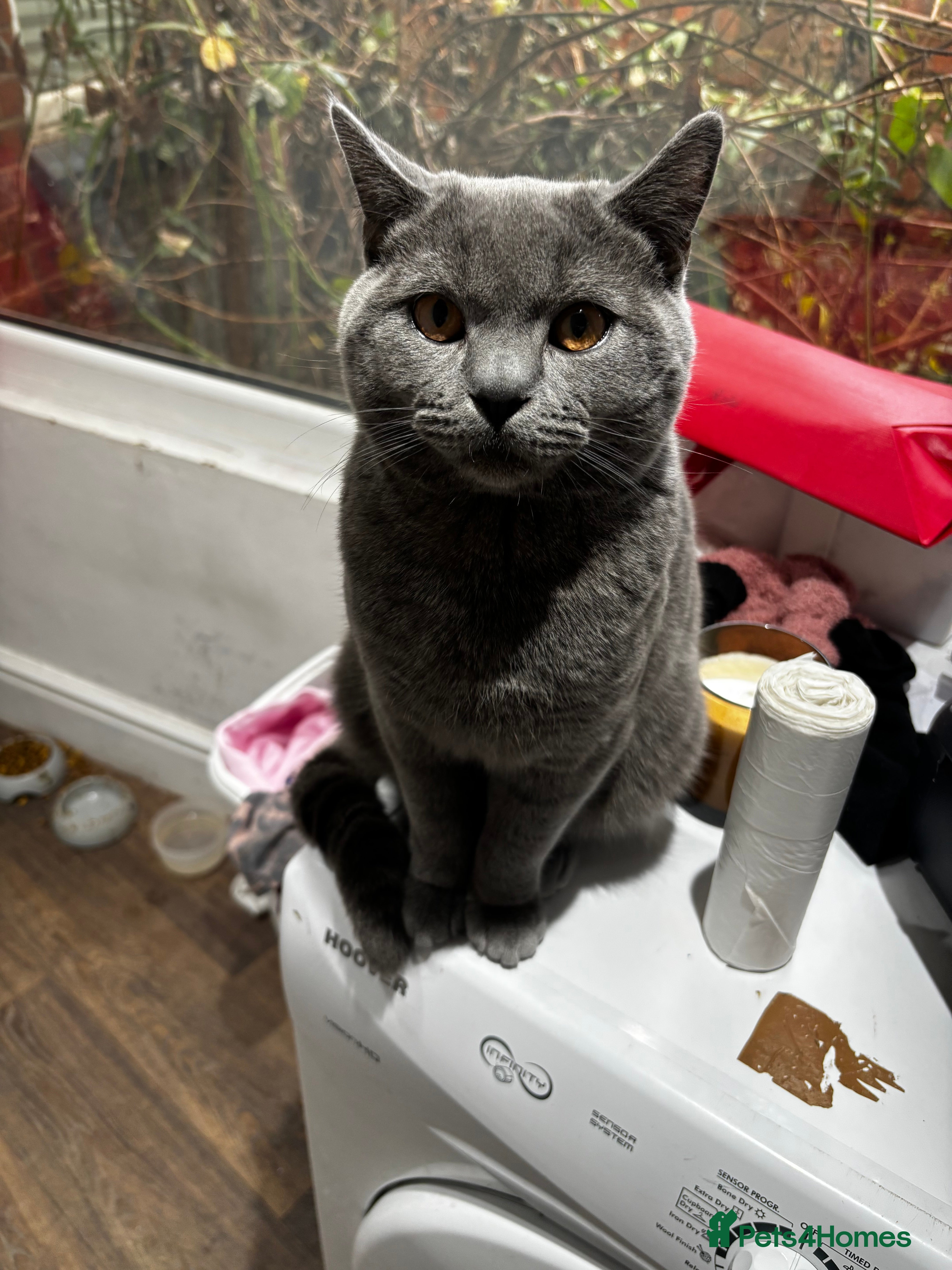 British Shorthair cats British Shorthair Blue Stud-Bookings From April  - Advert 4
