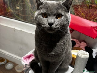 British Shorthair cats British Shorthair Blue Stud-Bookings From April - Advert 1