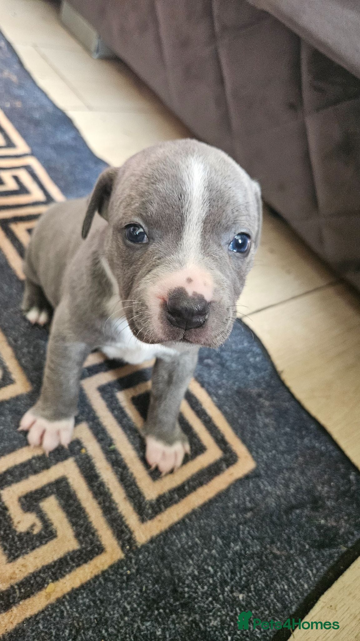 Staffordshire Bull Terrier dogs Blue staffy pups. Blue bronsen bloodline - Advert 14