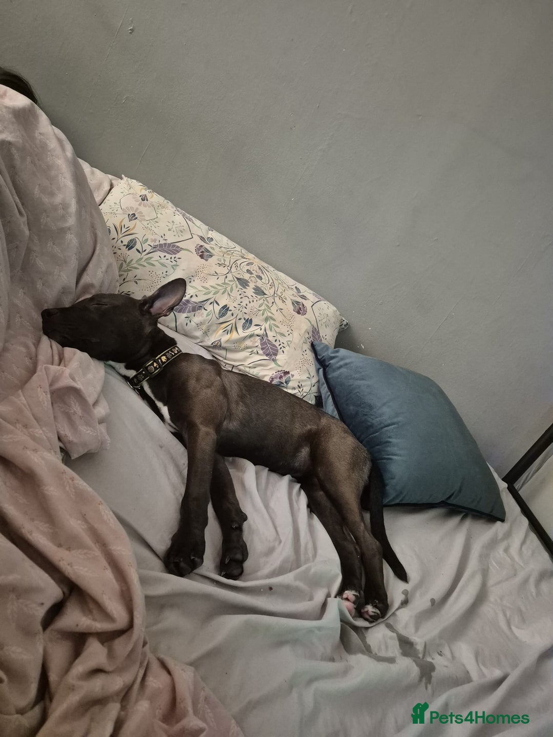 Mixed Breed dogs for sale: 5 month old staffy cross - Image 2