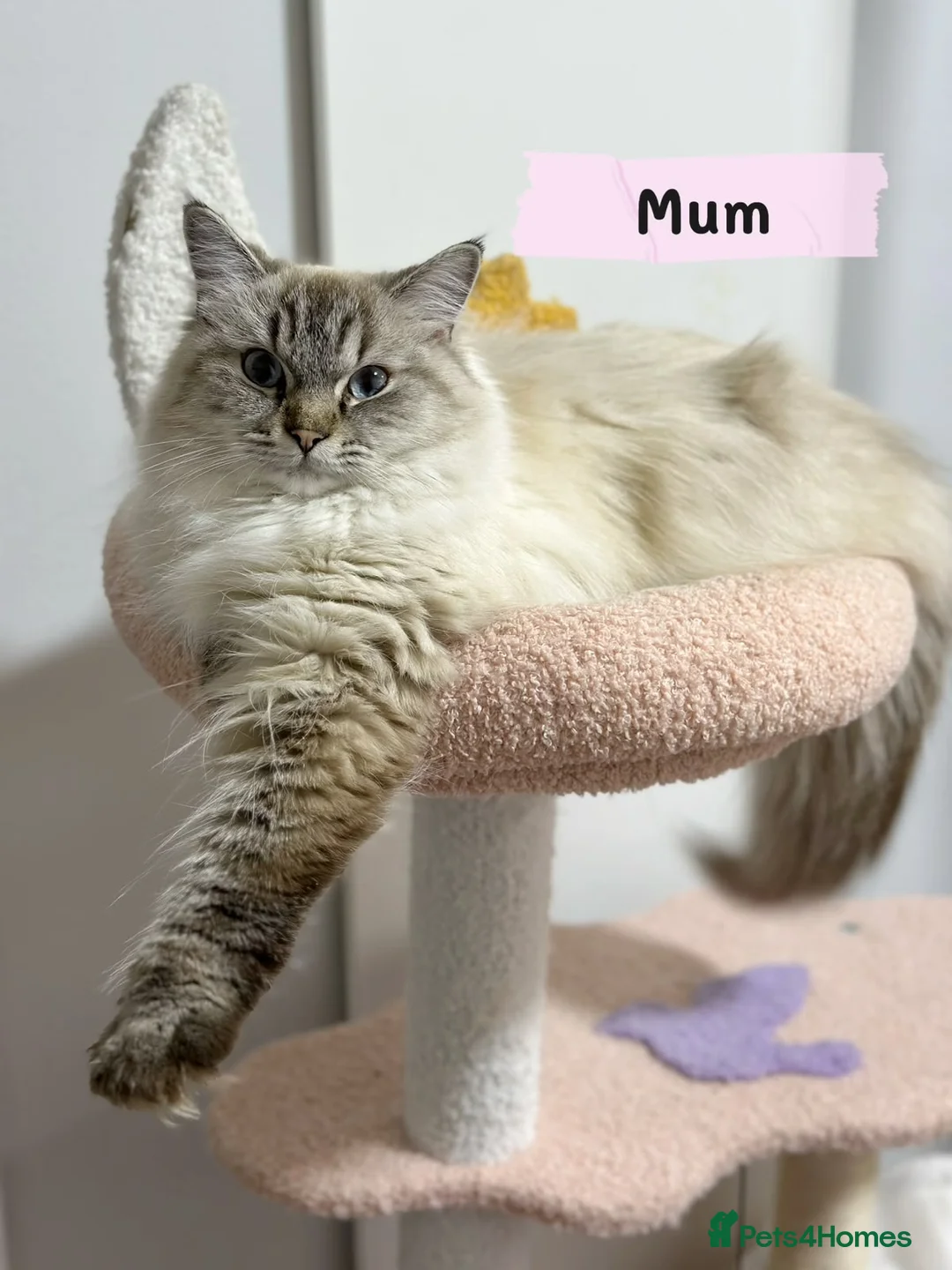 Ragdoll cats for sale: Amazing Ragdoll kittens in Leighton Buzzard - Advert 20