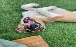 Mixed Breed dogs for adoption: Dahlia - In Ayr looking for a home  - Image 4