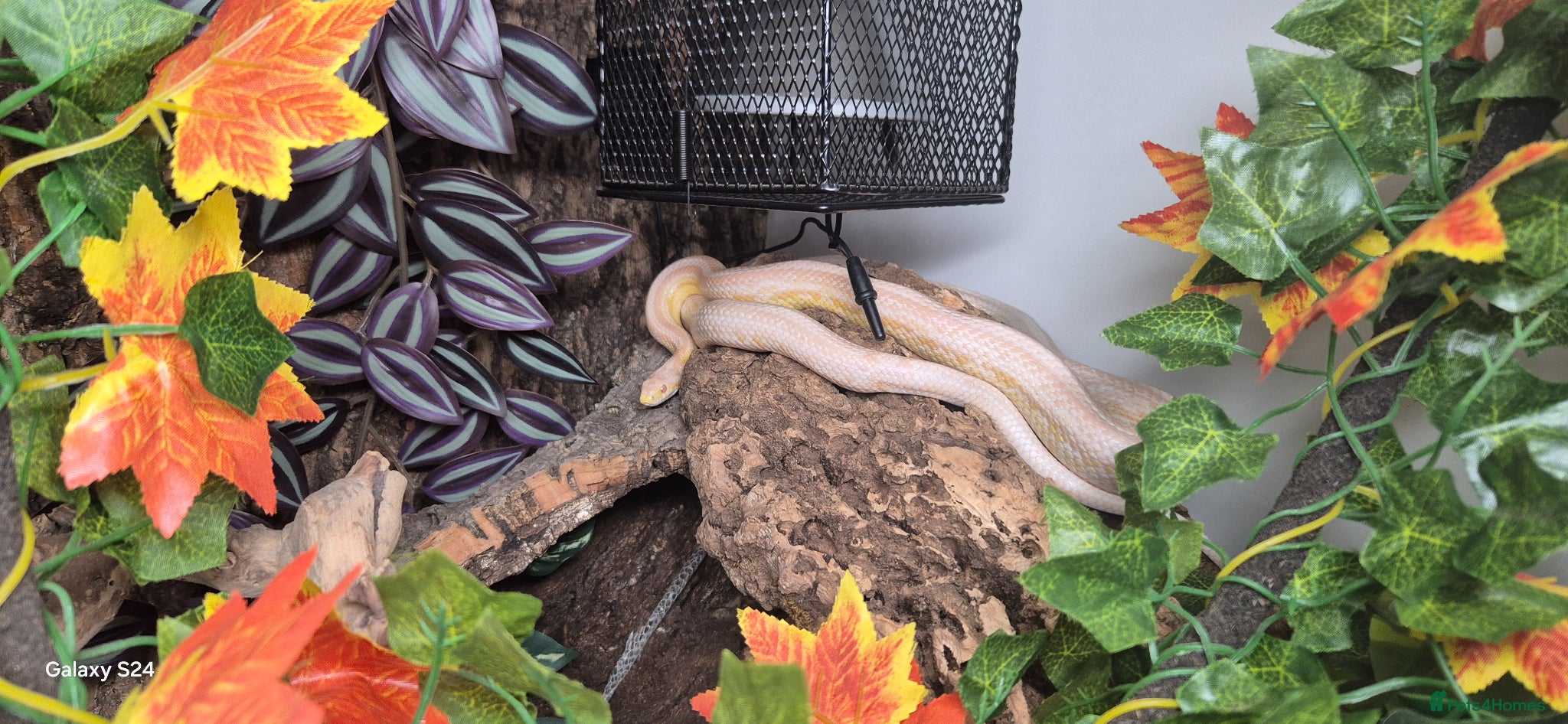 Corn Snake reptiles 2.5yr old male snow tessera corn snake  - Advert 2