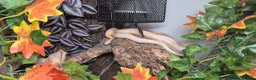 Corn Snake reptiles for sale: 2.5yr old male snow tessera corn snake  - Advert 1