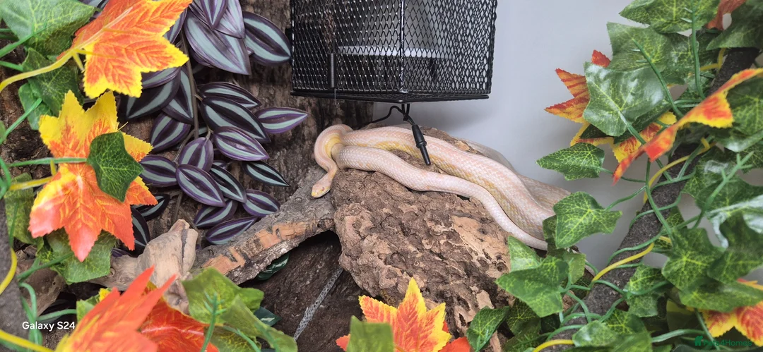 Corn Snake reptiles for sale: 2.5yr old male snow tessera corn snake  - Advert 1