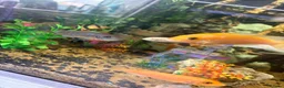 Cichlids fish for sale: Baby chichlids in Wellingborough - Advert 5