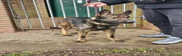 German Shepherd dogs for sale: Female sable German shepherd  - Advert 1