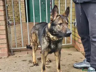 German Shepherd dogs Female sable German shepherd - Advert 4