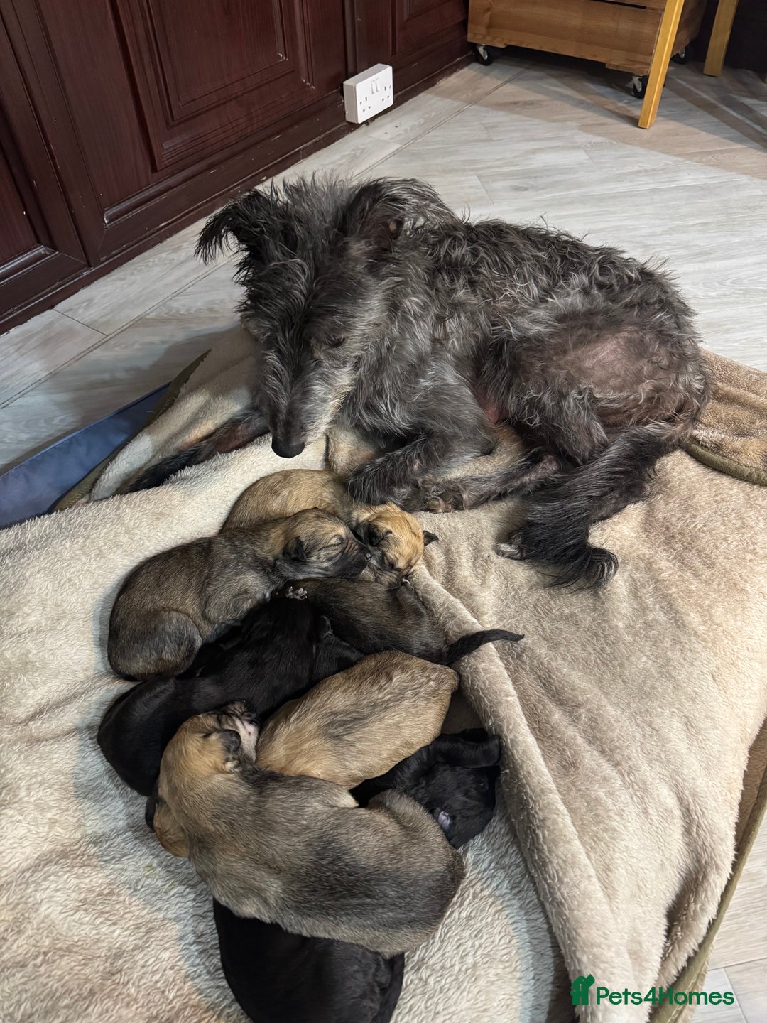 Lurcher dogs for sale: Bedlington Whippet/Lurcher  - Advert 7