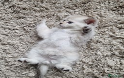 Scottish Fold cats for sale: Beautiful Scottish fold kittens - Image 8