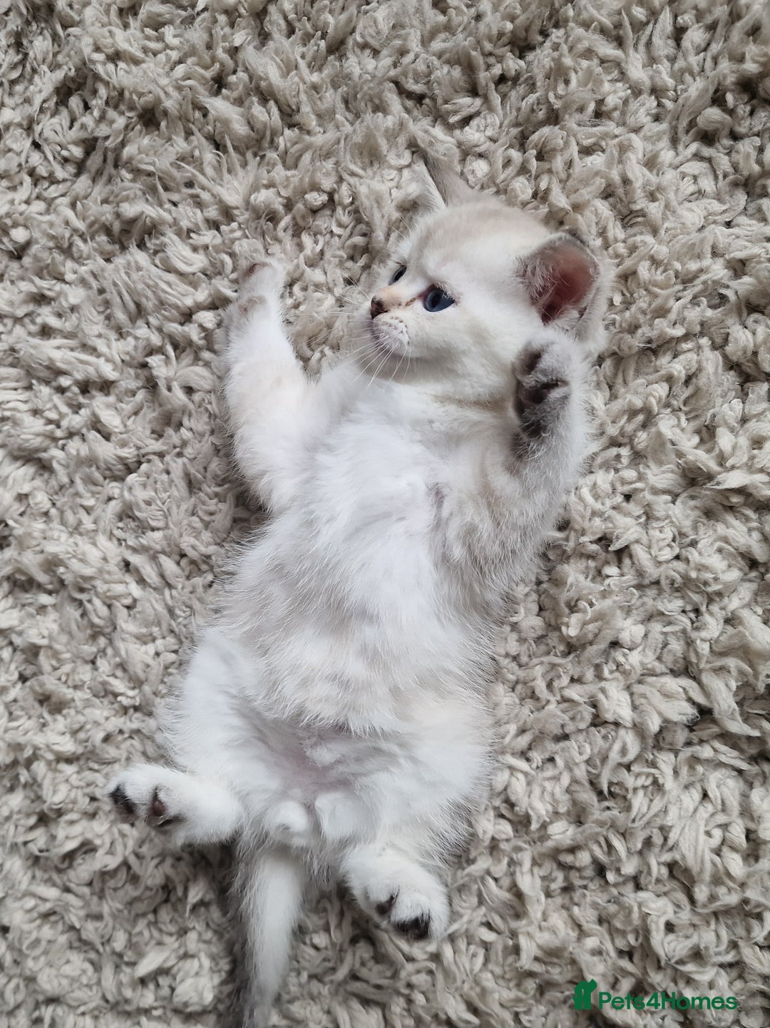 Scottish Fold cats for sale: Beautiful Scottish fold kittens - Image 8
