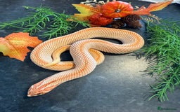 Snake reptiles for sale: Cb25 Hognose snakes AMAZING  - Image 13