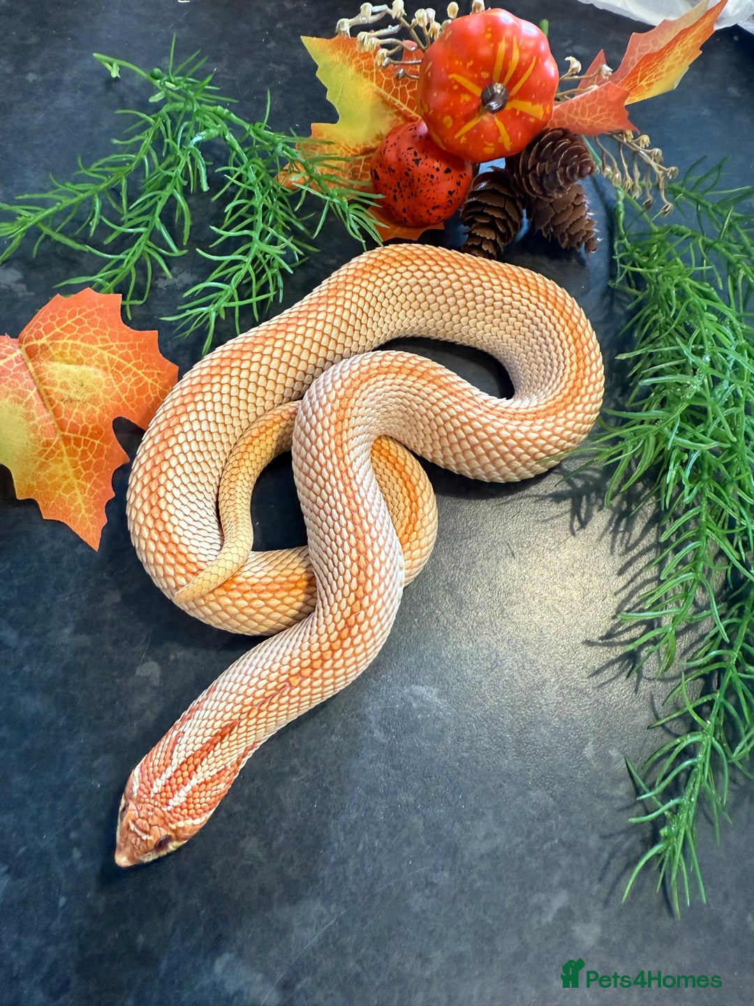Snake reptiles for sale: Cb25 Hognose snakes AMAZING  - Image 13