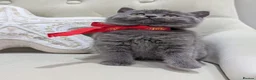 British Shorthair cats for sale: Amazing British shorthaired kittens  - Advert 7